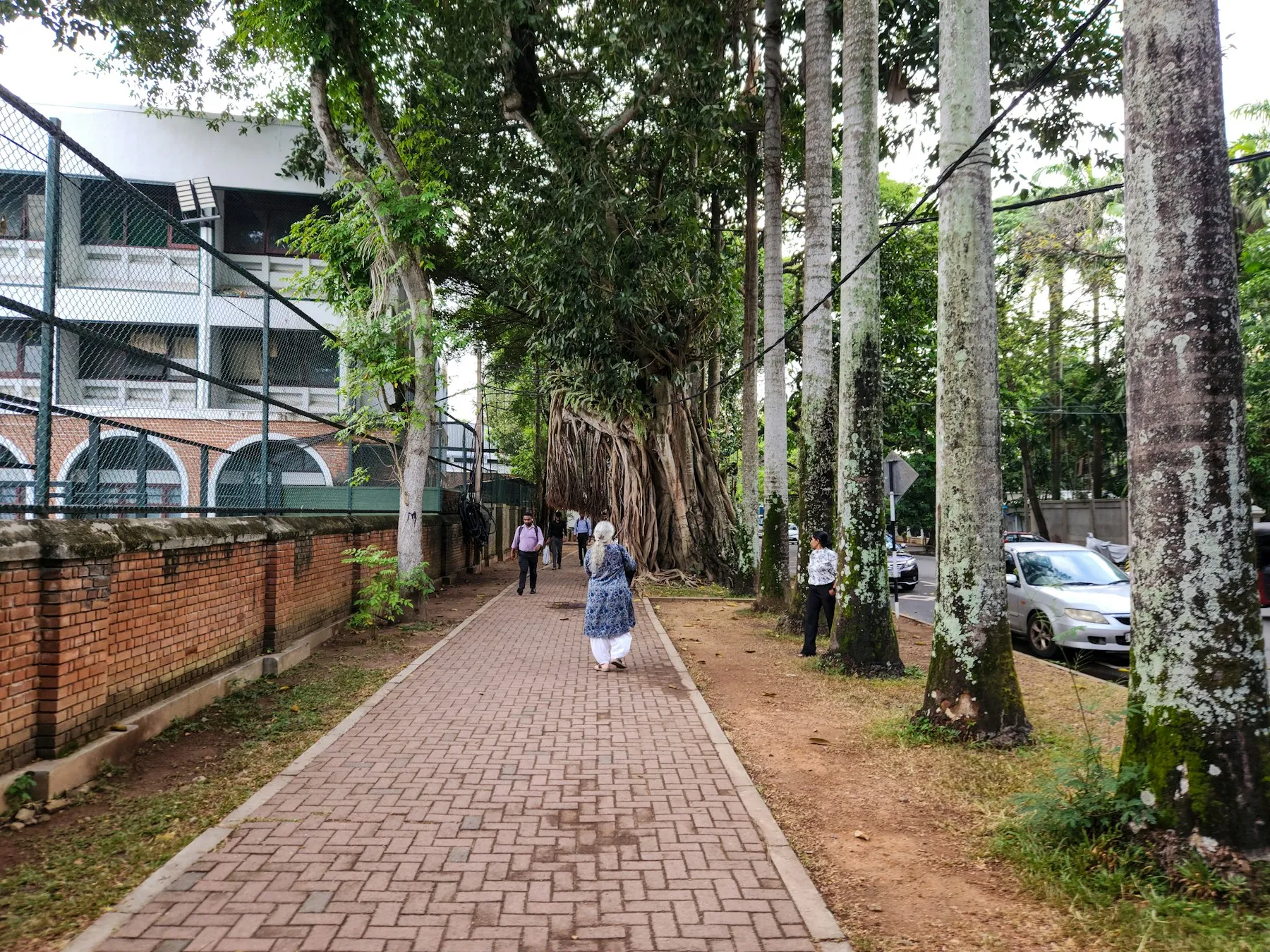 A tree-lined brick path on a university campus